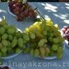 виноград сорт Принцесса Ди и Алёша Попович
