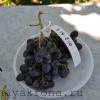 виноград сорт  номерной новейшие сорта 2016 пока без имени