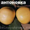 яблоня Антоновка