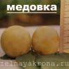 слива Белая медовая Медовка