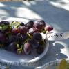 виноград сорт  номерной новейшие сорта 2016 пока без имени