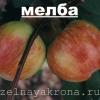 яблоня Мельба