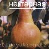 груша Нектарная