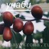 Унаби  Зизифус Китайский финик